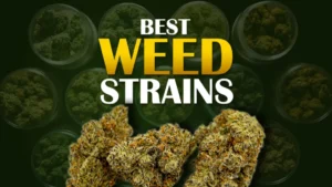 Weed Strains